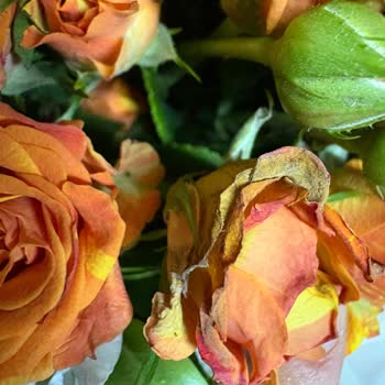 Çiçek Sepeti Gönderilen Hediye Çiçekler Bozuk Ve Eksik Geldi, Müşteri Hizmeti Yanıt Vermiyor