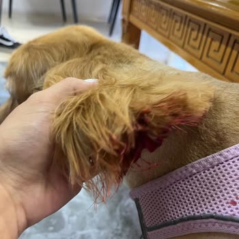 Köpeğimin Kulak Kesilmesi Ve İhmal: Petzz Kuaför’de Büyük Mağduriyet