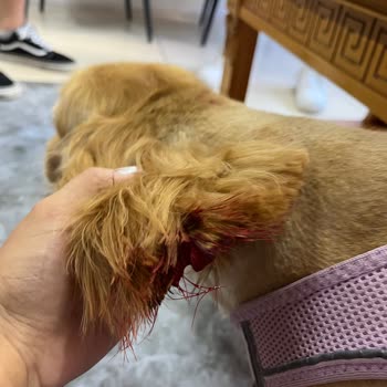 Köpeğimin Kulak Kesilmesi Ve İhmal: Petzz Kuaför’de Büyük Mağduriyet