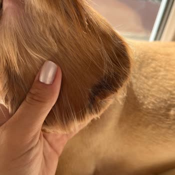 Köpeğimin Kulak Kesilmesi Ve İhmal: Petzz Kuaför’de Büyük Mağduriyet