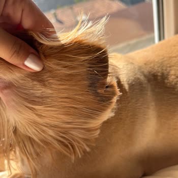 Köpeğimin Kulak Kesilmesi Ve İhmal: Petzz Kuaför’de Büyük Mağduriyet