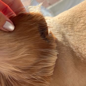 Köpeğimin Kulak Kesilmesi Ve İhmal: Petzz Kuaför’de Büyük Mağduriyet