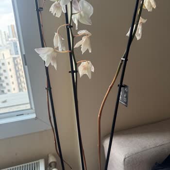 Hediye Orkide Birkaç Gün İçinde Sarardı Hayal Kırıklığı Yaşadım