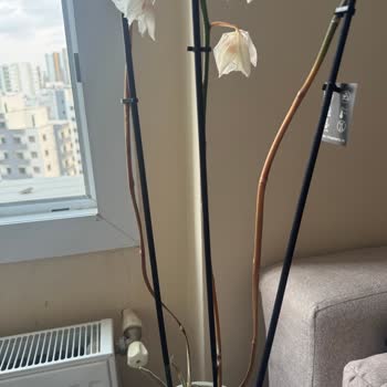 Hediye Orkide Birkaç Gün İçinde Sarardı Hayal Kırıklığı Yaşadım