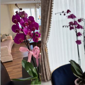 Anneler Günü'nde Solmuş Orkide Hayal Kırıklığı