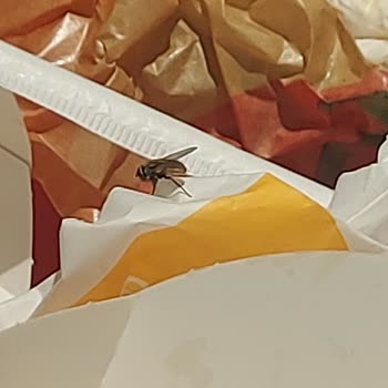 Burger King Şubesinde Hijyen Ve Ortam Sorunlarıyla Karşılaştım