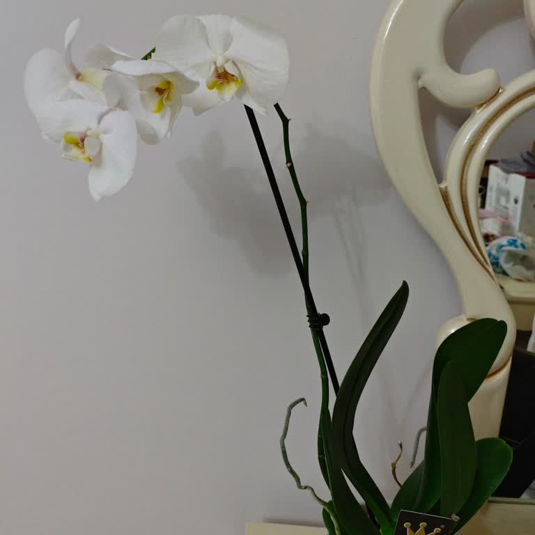 Siparişim Yanlış Gönderildi, Mağduriyetim Giderilmiyor