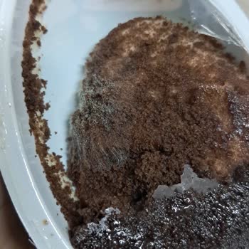 Aldığım Ozmo Cool Egg Sürpriz Yumurta Küflü Çıktı