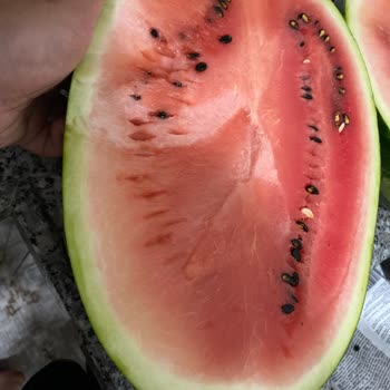 Getir'den Sipariş Edilen Karpuzlar Sürekli Bozuk Ve Ücret İadesi Yapılmıyor