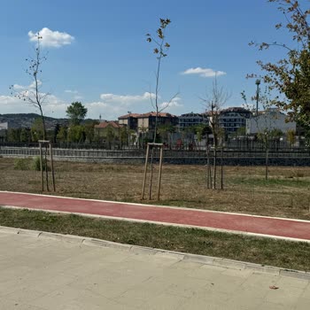 Bolluca Millet Bahçesi'nde Ağaçlar Kuruyor, Bakım Ve Sulama Yetersiz