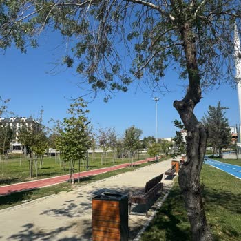 Bolluca Millet Bahçesi'nde Ağaçlar Kuruyor, Bakım Ve Sulama Yetersiz