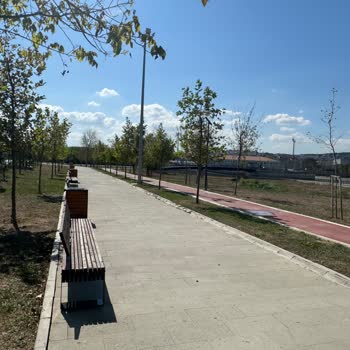 Bolluca Millet Bahçesi'nde Ağaçlar Kuruyor, Bakım Ve Sulama Yetersiz