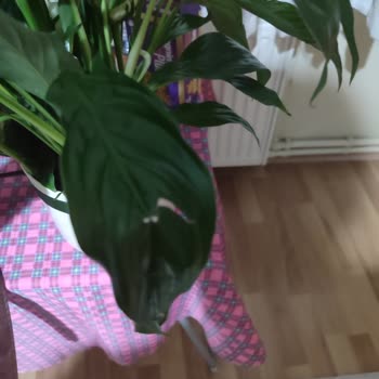 Sipariş Edilen Çiçek Solmuş Ve Yırtık Olarak Teslim Edildi