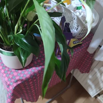 Sipariş Edilen Çiçek Solmuş Ve Yırtık Olarak Teslim Edildi