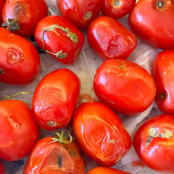 Bozuk Domatesler Ve Migros'tan 13 Gündür Yanıtsız Kalan Şikayetim