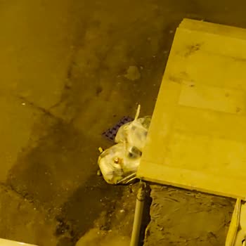 Güllük Mahallesi'nde Çöp Konteyneri Eksikliği Ve Çevre Sorunları