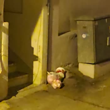 Güllük Mahallesi'nde Çöp Konteyneri Eksikliği Ve Çevre Sorunları