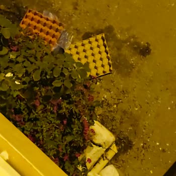 Güllük Mahallesi'nde Çöp Konteyneri Eksikliği Ve Çevre Sorunları