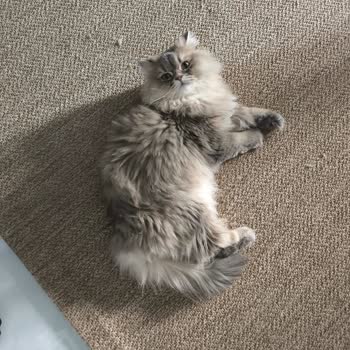 Kısa Sürede Yıpranan Halı İçin İade Talebim Reddedildi