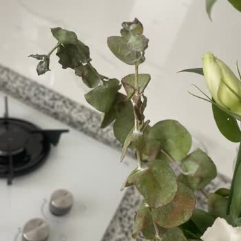 Özel Günde Solmuş Çiçek Ve Yetersiz Müşteri Hizmetiyle Hayal Kırıklığı