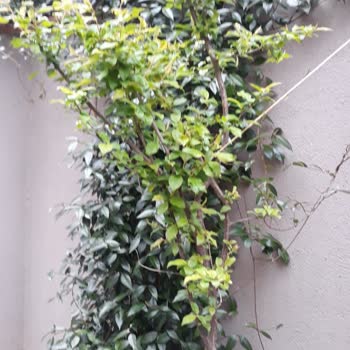 Bahçeme Yeniden Atık Su Akıyor, Kalıcı Çözüm Bekliyorum