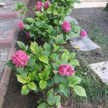 Bahçeme Yeniden Atık Su Akıyor, Kalıcı Çözüm Bekliyorum