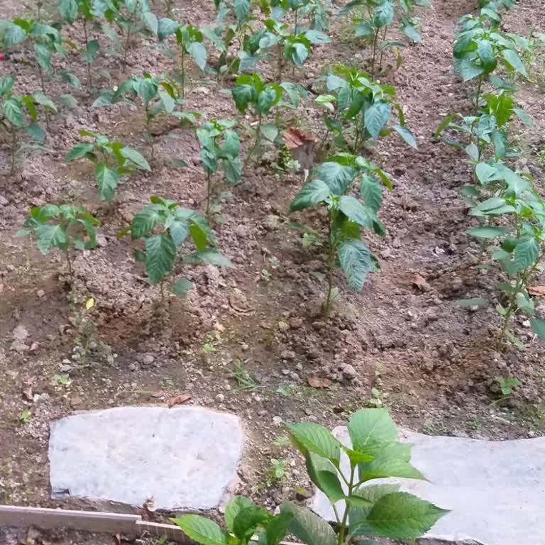 Bahçeme Yeniden Atık Su Akıyor, Kalıcı Çözüm Bekliyorum