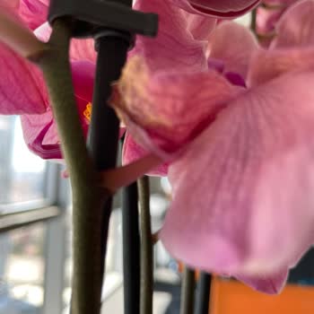 Kusurlu Çiçek Teslimatı Ve Eksik Ürün İçin Yetersiz Müşteri Hizmeti