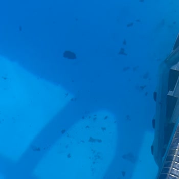 Jolly Tur Otelin Hijyen Sorunları Ve Denizde Sağlık Riski Yaşadık