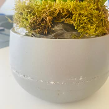 Zamanında Teslim Edilmeyen Ve Hasarlı Orkide İçin İade Talebime Yanıt Alamıyorum