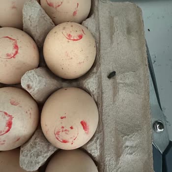 Tazedirekt'ten Böcekli Ve Kırık Yumurta: Sürekli Tekrarlayan Sorunlar Ve Yetersiz Çözüm!