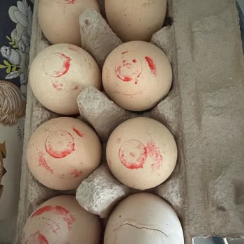 Tazedirekt'ten Böcekli Ve Kırık Yumurta: Sürekli Tekrarlayan Sorunlar Ve Yetersiz Çözüm!