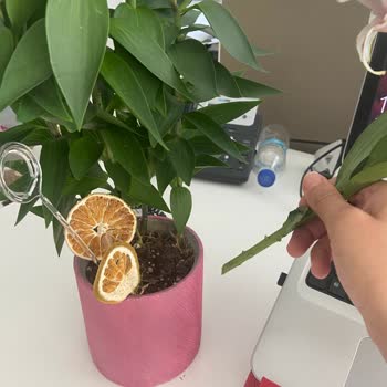 Solmuş Ve Çiçeksiz Ürünle Hayal Kırıklığı