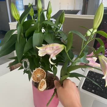 Solmuş Ve Çiçeksiz Ürünle Hayal Kırıklığı