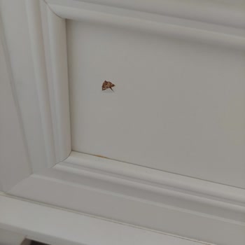 Kelebek Mobilya Siparişim Eksik Ve Hatalı Teslim Edildi Bir Yıldır Çözüm Sunulmuyor