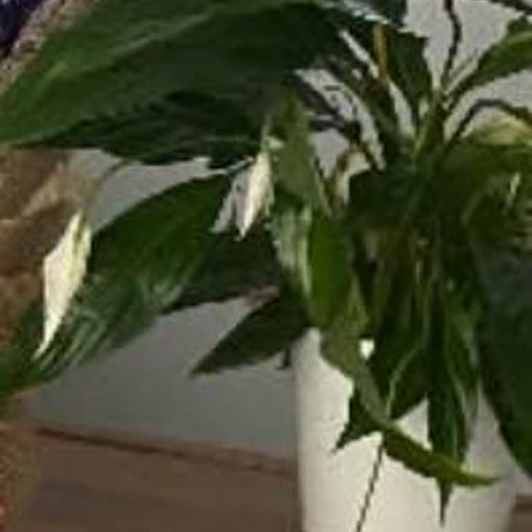 Özel Günde Gönderilen Çiçek Beklentileri Karşılamadı