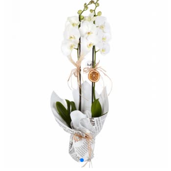 Yanlış Orkide Teslimatı Ve İlgisiz Müşteri Hizmetleri Mağduriyeti