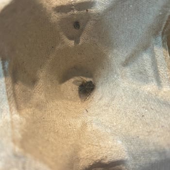 A101den Alınan Yumurtaların Bozuk Çıkması Ve Sağlığımızın Tehlikeye Girmesi