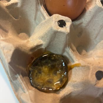 Riva Yumurta Aldığım Yumurtalar Küflü, Çürük Ve Eksik Çıktı; Mağduriyetimin Giderilmesini İstiyorum