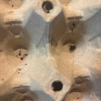 Riva Yumurta Aldığım Yumurtalar Küflü, Çürük Ve Eksik Çıktı; Mağduriyetimin Giderilmesini İstiyorum