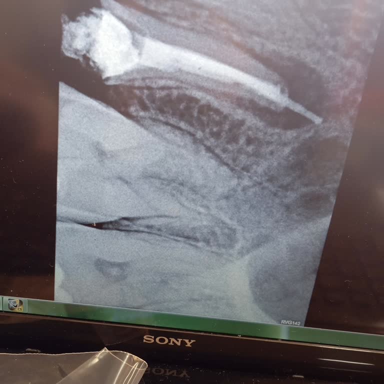 Necmettin Erbakan Üniversitesi Diş Hekimliği Fakültesi Dişimi Mahvettiler