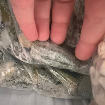 Egeden Kadın Dayanışması Mağduriyeti