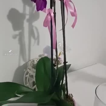 ÇiçekSepeti'nden Gelen Orkidenin Dalının Kırık Olması