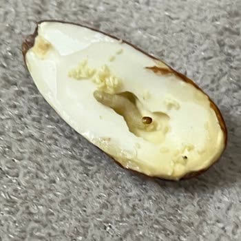 Aldığım Bademlerde Kurt Çıktı, Mağduriyetimin Giderilmesini İstiyorum