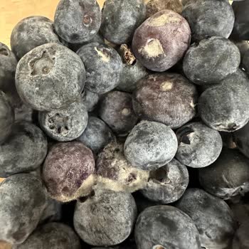 Bozulmuş Ve Küflü Yaban Mersini Satışı Nedeniyle Para İadesi Talebi