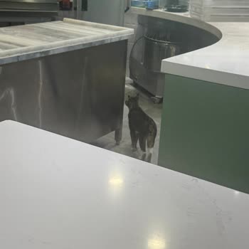 Hastane Yemek Alanlarında Kediler Hijyen Sorununa Yol Açıyor