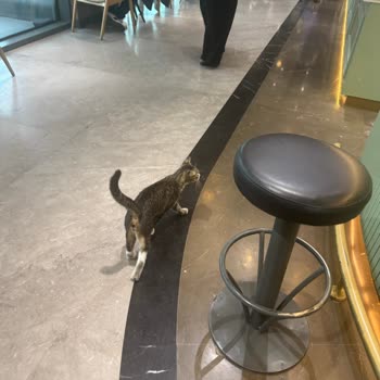 Hastane Yemek Alanlarında Kediler Hijyen Sorununa Yol Açıyor