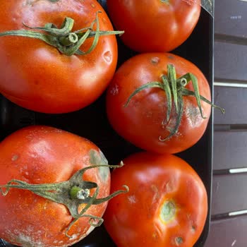 Küflü Domates Teslimatı Ve Tekrarlayan Ürün Sorunları Nedeniyle Memnuniyetsizlik