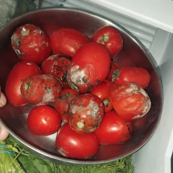 Buzdolabında Sürekli Gıda Bozulması Ve Çözüm Eksikliği Yaşıyorum