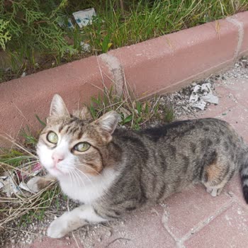 Mağaza Müdürünün Hayvanlara Karşı Tutumu Nedeniyle Endişe Ve Şikayet